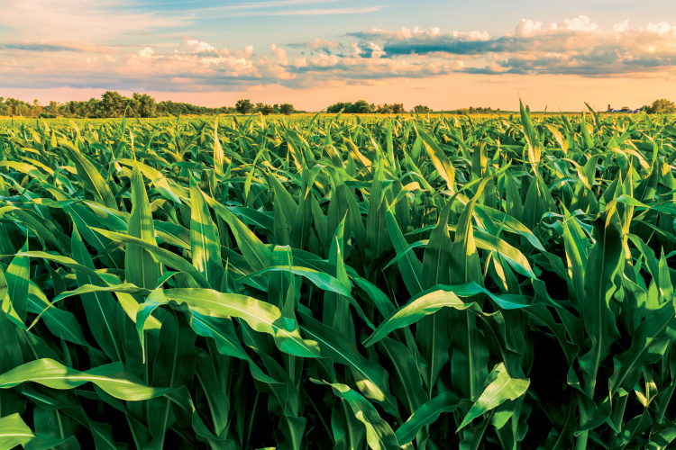 How Ohio Corn is Used for More Than Food Farm Flavor