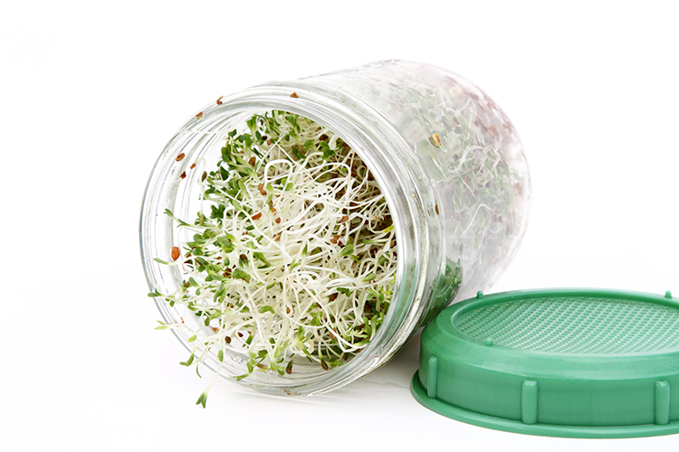 grow sprouts in a jar