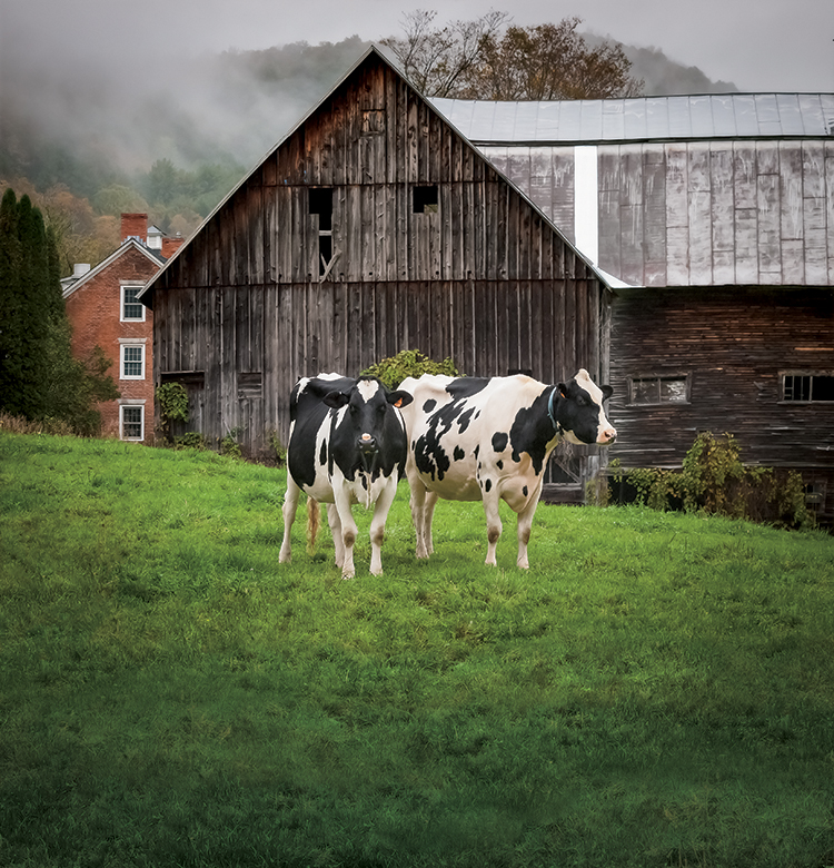 Vermont Holstein Cows