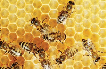 bees and pollinator species