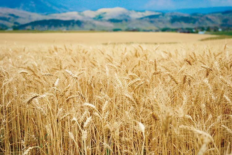 Montana wheat