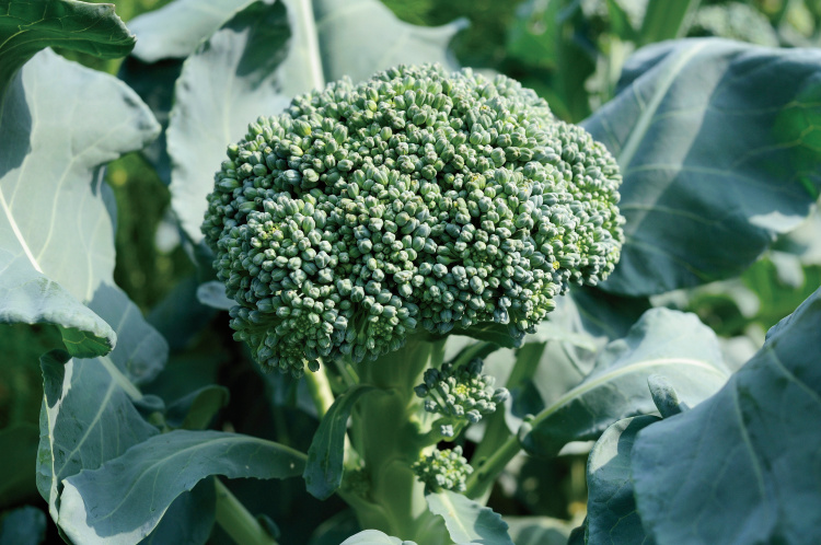 Growing head of broccoli