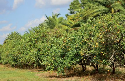Florida Citrus Research