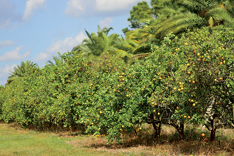 Florida Citrus Research