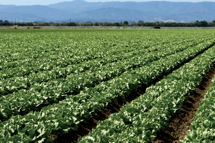 california lettuce