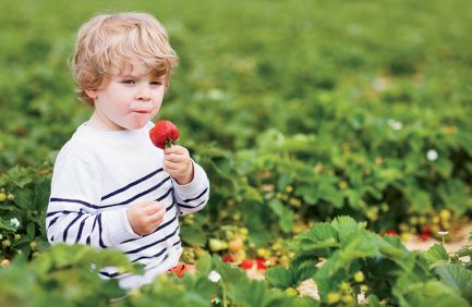 little boy picking and eating strawberries on berry farm