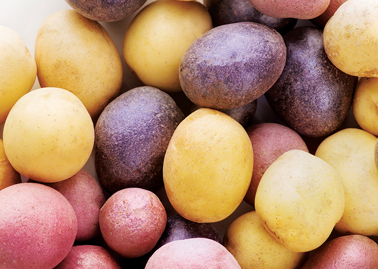 Raw Fingerling potatoes ,close up for background