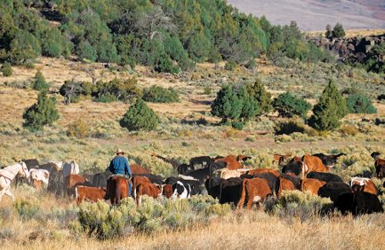 Cowboy rounding up cattle in New Mexico