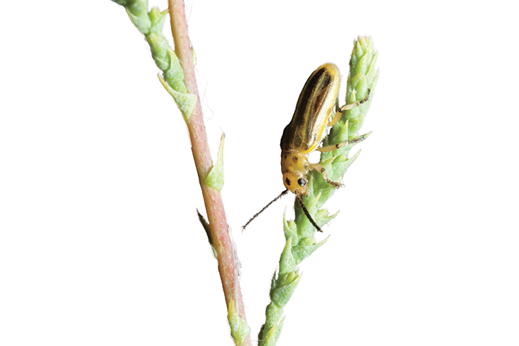 Bug Ranching - Farm Flavor