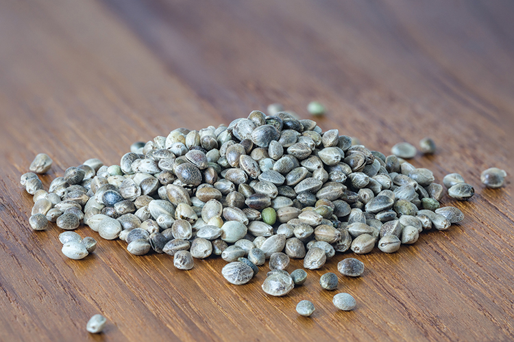 Hemp seed on a wooden surface