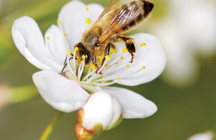 honeybee collecting honey and pollen on cherry blossom