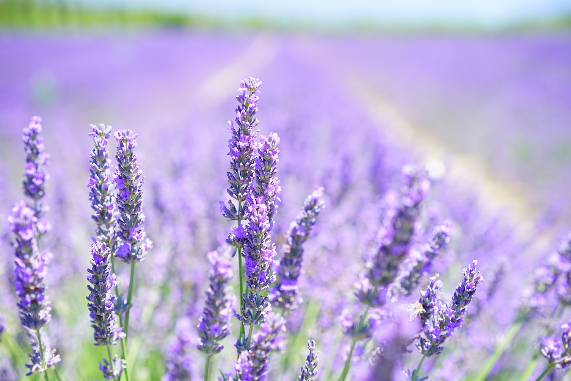 Wisconsin lavender farms