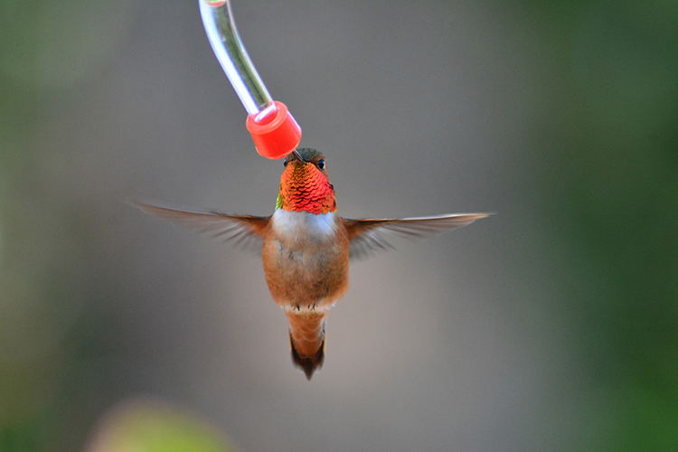 how to make a hummingbird feeder