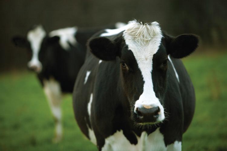 Milk and Dairy Fun Facts - Farm Flavor