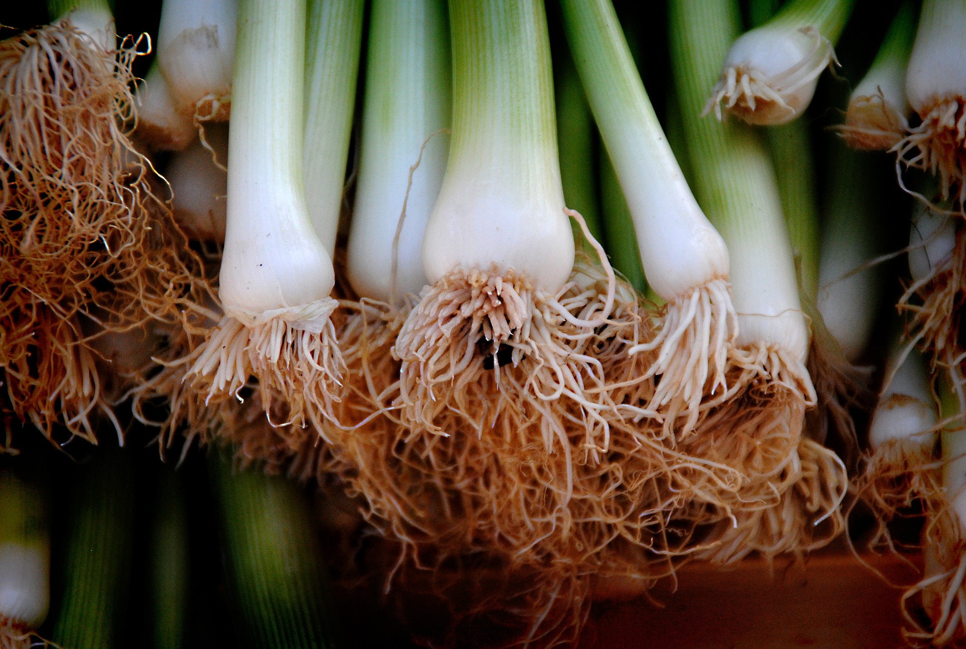 companion gardening; onion roots