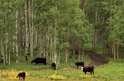 Cattle graze in a forest in Kebler Pass