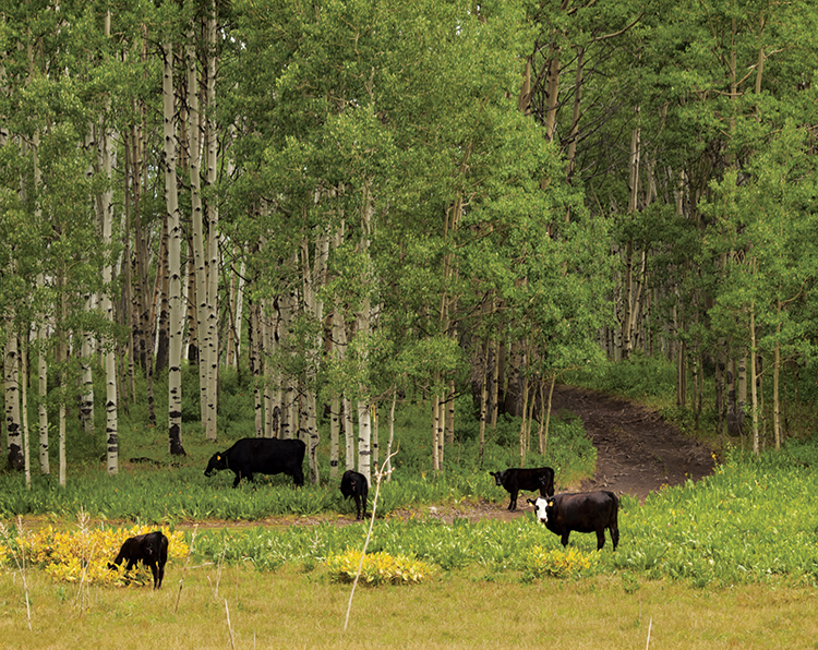Cattle graze in a forest in Kebler Pass