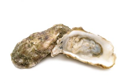 oysters recipe