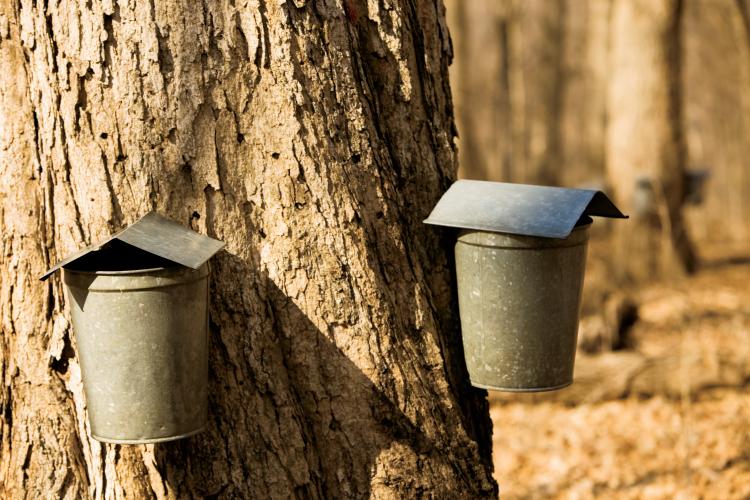 Meet a Maple Syrup Farmer Farm Flavor