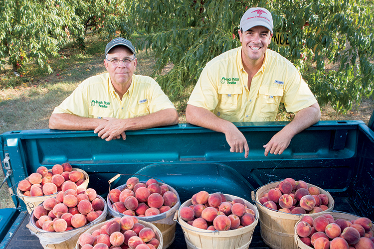 Steve Morgan and his son, Mark, grow 20-plus varieties of peaches and nectarines.