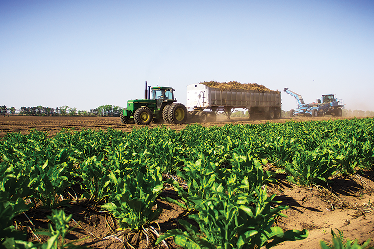 Wisconsin Is Home to the World's Largest Horseradish Farm Farm Flavor