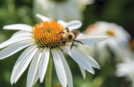 10 States Helping Pollinators