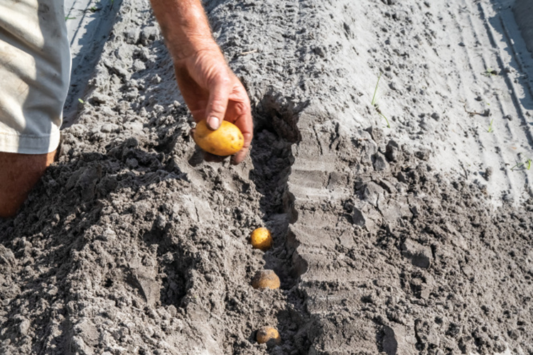Florida Potato Industry Produces Spectacular Spuds Farm Flavor