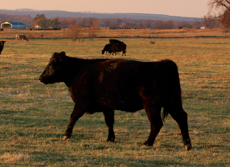 Arkansas cattle