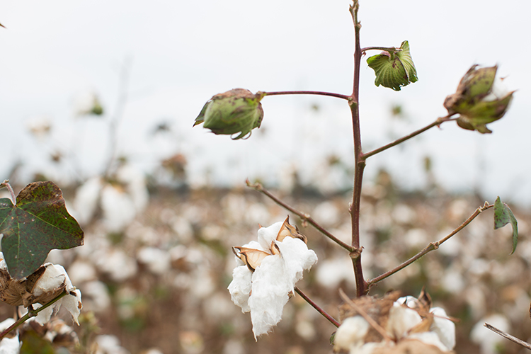 Red Land Cotton Handcrafts Heirloom Cotton Linens Farm Flavor