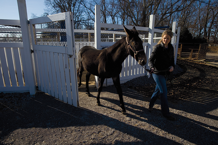 Innovation in Equine Industry: Mule Reproduction