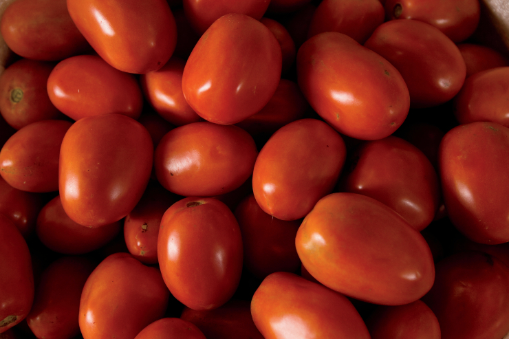 Tennessee Tomatoes