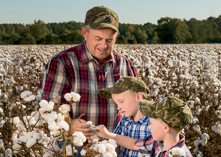 From Field to Fabric: How Cotton is Grown - Farm Flavor