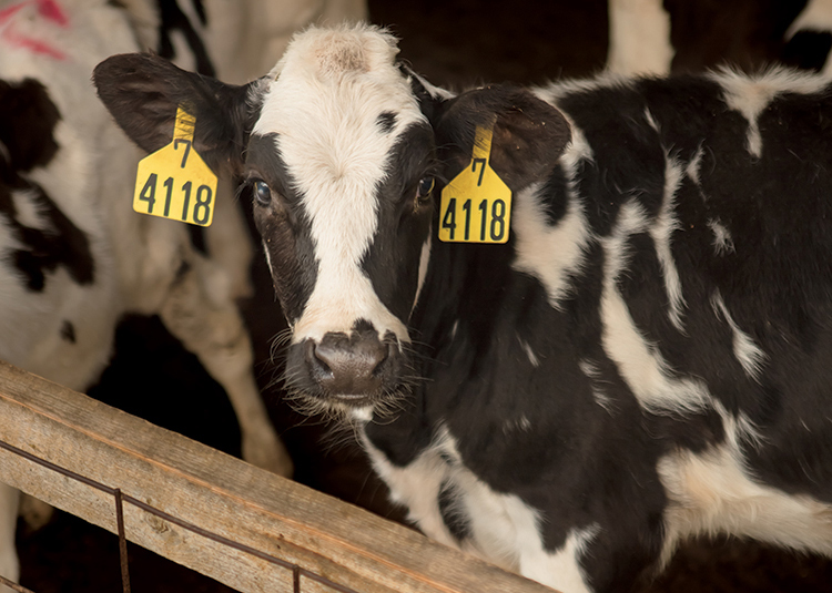 How Tennessee's Dairy Industry Keeps the Focus on the Cow - Farm Flavor