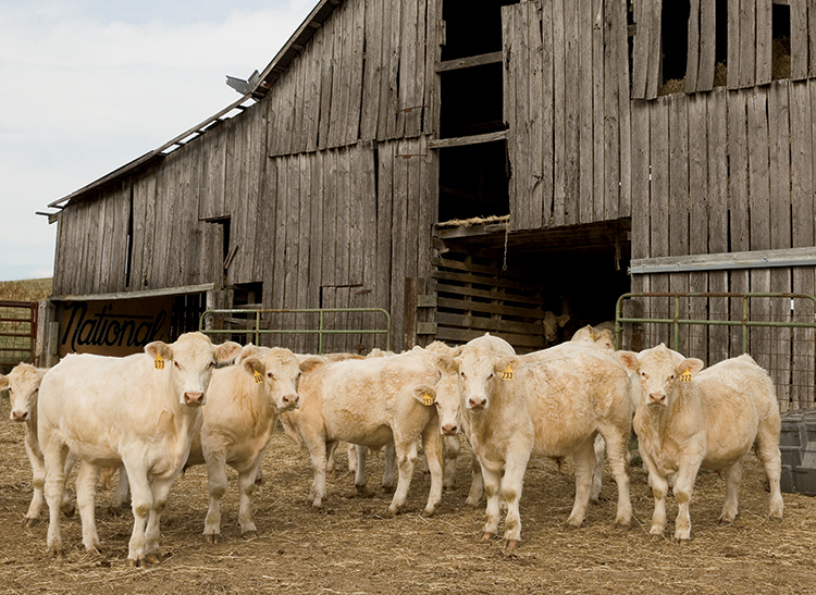 Charolais cattle by Southern Natural Foods