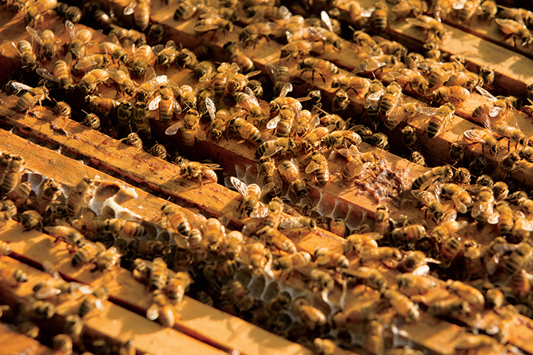 Buzzy Business Urban Beekeeping Flourishes in Tennessee Farm Flavor