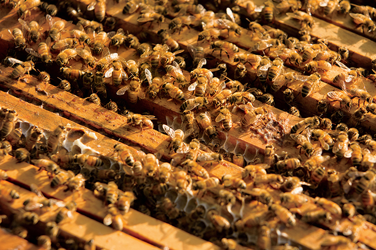 honeybees hive