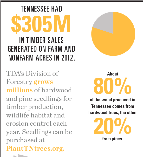 Tennessee forestry infographic
