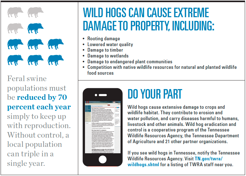 Wild hog infographic
