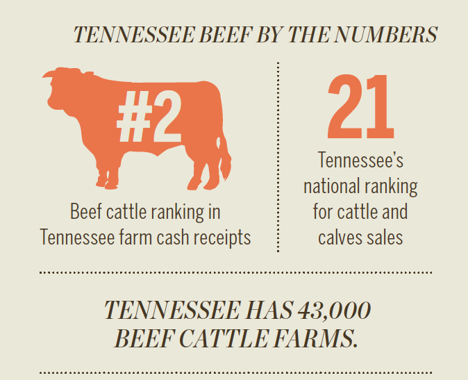 Tennessee Beef [INFOGRAPHIC]