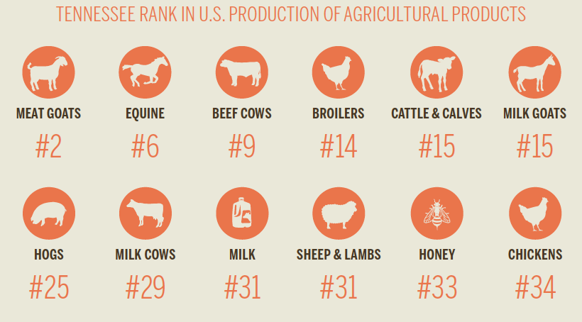 Tennessee Beef [INFOGRAPHIC]