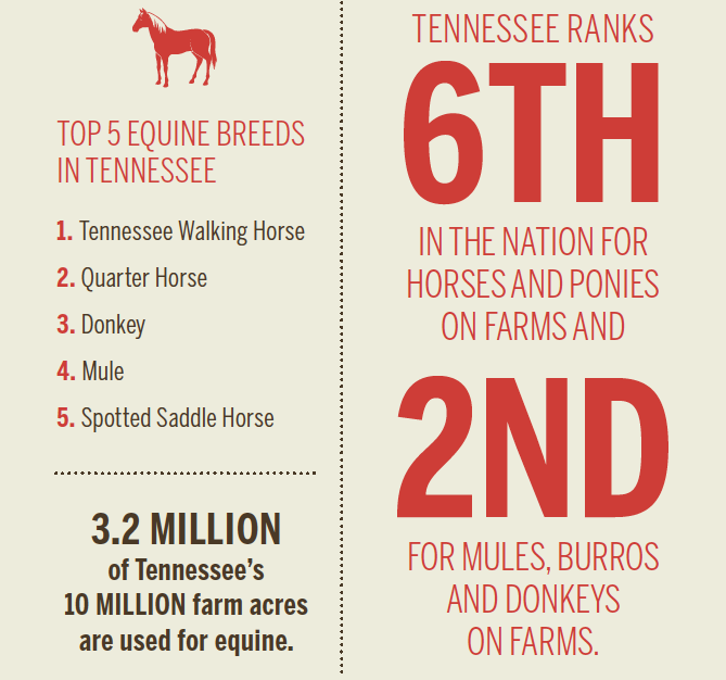Tennessee Horse [INFOGRAPHIC]