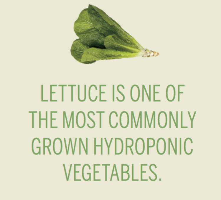 lettuce hydroponics [INFOGRAPHIC]
