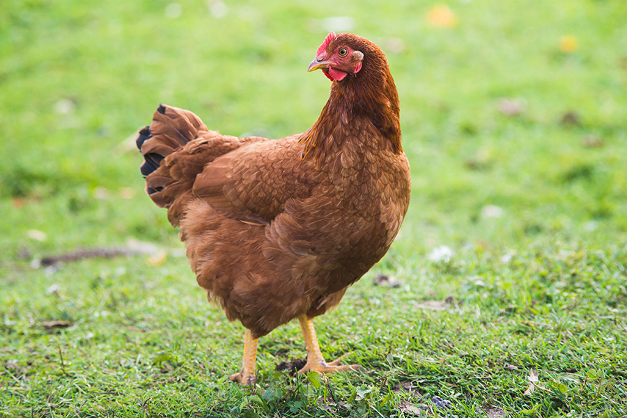 Young brown Rhode Island Red hen walking on green grass; best chicken breeds for beginners