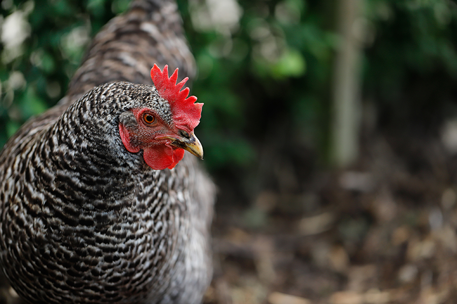 best chicken breeds for beginners; Close-up of Plymouth Rock Chicken (Barred Rock hen). Photography of nature and wildlife.