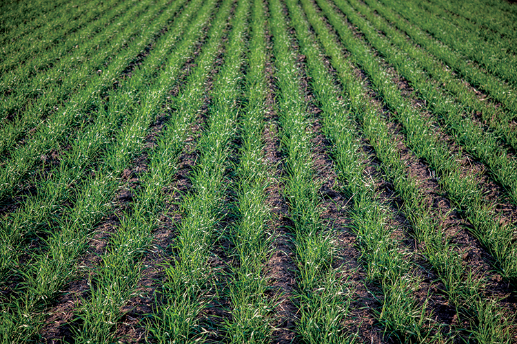 Winter wheat comes up through corn stubble in a Rutherford County field.