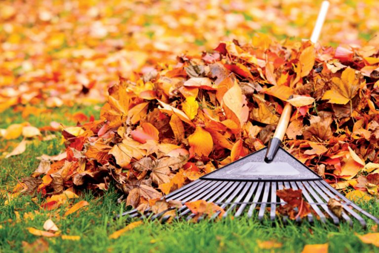 8 Gardening Projects You Can Do This Fall