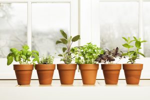 windowsill herbs