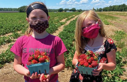 Isla and Emma MacFeat pick strawberries at Scantic Valley Farm.