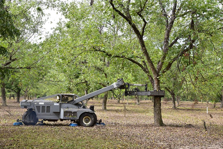 Inside Sunnyland Farms, One of LongestRunning Pecan Farms