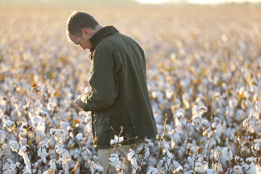 Cotton Producers Rely on Research and Innovation